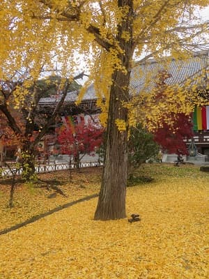 イチョウの絨毯