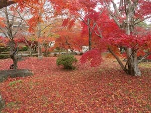 散り紅葉
