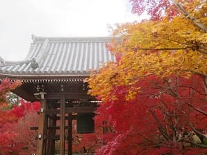 モミジバフウとカエデ