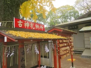 散ったイチョウ