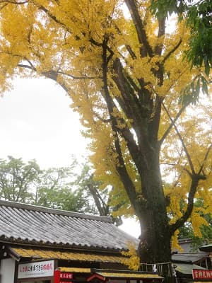 見上げるイチョウ