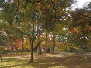 様々な色の木々