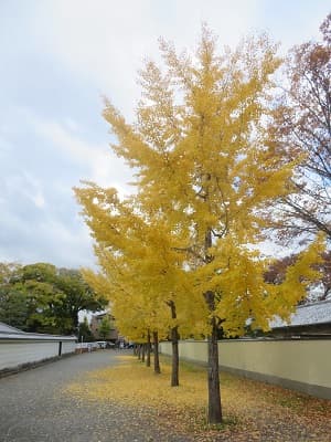黄葉したイチョウ