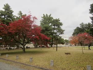 芝生と紅葉