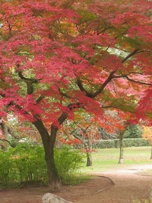 カエデの木の下