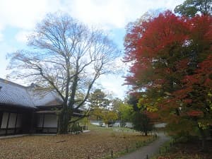 展示室と紅葉