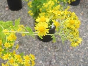 キクタニギクのアップ