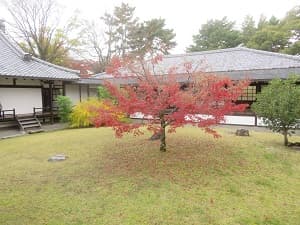中庭の紅葉