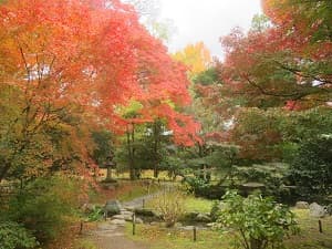 見ごろの紅葉