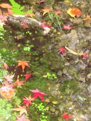 小川に散ったモミジ