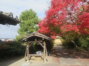 手水舎と紅葉
