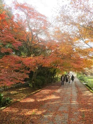 見下ろす参道の紅葉