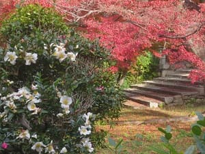 サザンカと紅葉