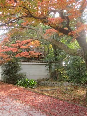 参道わきに散ったモミジ