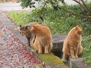 3匹のネコ