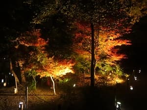庭園の紅葉