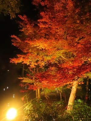 ライトが当たった紅葉