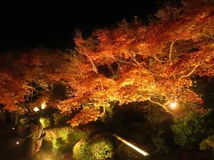 参道わきの紅葉