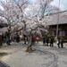 毘沙門道の桜