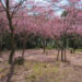 地面に散った陽光桜