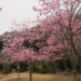 見上げる陽光桜