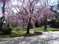 外苑に咲く枝垂桜